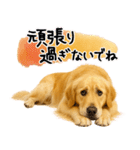 ゴールデンレトリバー★気遣い＆優しさ♡（個別スタンプ：9）
