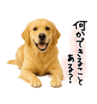 ゴールデンレトリバー★気遣い＆優しさ♡（個別スタンプ：10）