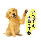 ゴールデンレトリバー★気遣い＆優しさ♡（個別スタンプ：11）
