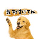 ゴールデンレトリバー★気遣い＆優しさ♡（個別スタンプ：12）