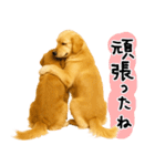 ゴールデンレトリバー★気遣い＆優しさ♡（個別スタンプ：13）