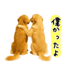 ゴールデンレトリバー★気遣い＆優しさ♡（個別スタンプ：14）