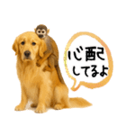 ゴールデンレトリバー★気遣い＆優しさ♡（個別スタンプ：15）