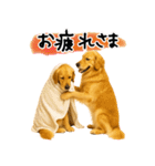 ゴールデンレトリバー★気遣い＆優しさ♡（個別スタンプ：17）