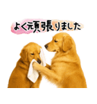 ゴールデンレトリバー★気遣い＆優しさ♡（個別スタンプ：19）