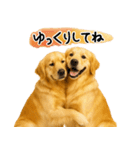 ゴールデンレトリバー★気遣い＆優しさ♡（個別スタンプ：20）