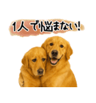 ゴールデンレトリバー★気遣い＆優しさ♡（個別スタンプ：21）