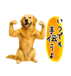 ゴールデンレトリバー★気遣い＆優しさ♡（個別スタンプ：22）