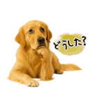 ゴールデンレトリバー★気遣い＆優しさ♡（個別スタンプ：23）