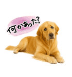 ゴールデンレトリバー★気遣い＆優しさ♡（個別スタンプ：24）