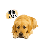 ゴールデンレトリバー★気遣い＆優しさ♡（個別スタンプ：25）