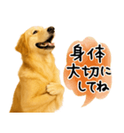 ゴールデンレトリバー★気遣い＆優しさ♡（個別スタンプ：28）