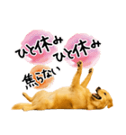 ゴールデンレトリバー★気遣い＆優しさ♡（個別スタンプ：29）