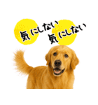 ゴールデンレトリバー★気遣い＆優しさ♡（個別スタンプ：30）