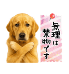 ゴールデンレトリバー★気遣い＆優しさ♡（個別スタンプ：31）