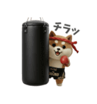 ムエタイ大好き♡柴犬夫婦の日常スタンプ（個別スタンプ：38）