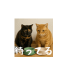 小花達のクリスマスと正月（日本語）（個別スタンプ：5）