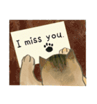 猫たちのお正月とクリスマス（英語版）（個別スタンプ：38）