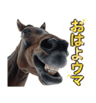 ウマのダジャレであけおめ（個別スタンプ：5）