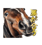 ウマのダジャレであけおめ（個別スタンプ：38）