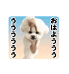 踊る！横揺れ界隈ビジョンフリーゼ/犬1（個別スタンプ：5）