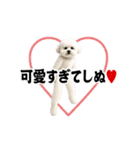 踊る！横揺れ界隈ビジョンフリーゼ/犬1（個別スタンプ：20）