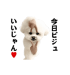 踊る！横揺れ界隈ビジョンフリーゼ/犬1（個別スタンプ：23）