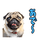 和歌山弁☆わんこ（個別スタンプ：3）