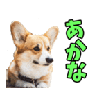 和歌山弁☆わんこ（個別スタンプ：4）