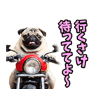 和歌山弁☆わんこ（個別スタンプ：5）