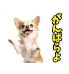 和歌山弁☆わんこ（個別スタンプ：11）