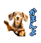 和歌山弁☆わんこ（個別スタンプ：12）