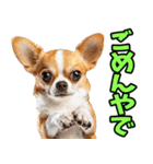 和歌山弁☆わんこ（個別スタンプ：13）