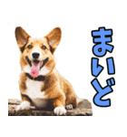 和歌山弁☆わんこ（個別スタンプ：17）