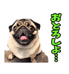 和歌山弁☆わんこ（個別スタンプ：20）