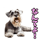 和歌山弁☆わんこ（個別スタンプ：21）