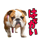 和歌山弁☆わんこ（個別スタンプ：22）