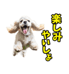 和歌山弁☆わんこ（個別スタンプ：23）