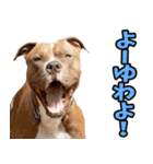 和歌山弁☆わんこ（個別スタンプ：24）