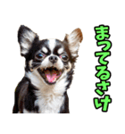 和歌山弁☆わんこ（個別スタンプ：25）