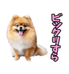 和歌山弁☆わんこ（個別スタンプ：26）