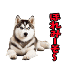 和歌山弁☆わんこ（個別スタンプ：27）