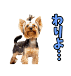 和歌山弁☆わんこ（個別スタンプ：29）