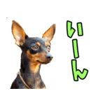 和歌山弁☆わんこ（個別スタンプ：30）