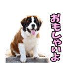 和歌山弁☆わんこ（個別スタンプ：31）