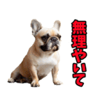 和歌山弁☆わんこ（個別スタンプ：32）
