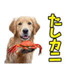 和歌山弁☆わんこ（個別スタンプ：33）