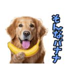 和歌山弁☆わんこ（個別スタンプ：35）