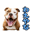 和歌山弁☆わんこ（個別スタンプ：39）