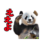 愛媛伊予弁☆パンダ（個別スタンプ：1）